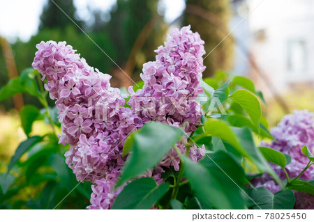 beautiful spring flowers of lilac against the sky beautiful spring flowers of lilac against the sky 78025450
