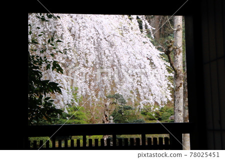 View from the weeping cherry blossom room in the garden View from the weeping cherry blossom room in the garden 78025451