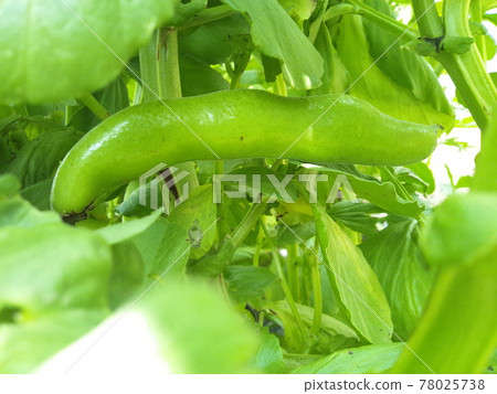 Home garden-broad beans near harvest (horizontal) Home garden-broad beans near harvest (horizontal) 78025738