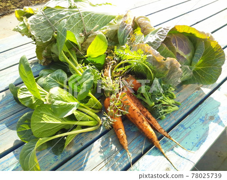 Kitchen garden-winter harvest Kitchen garden-winter harvest 78025739