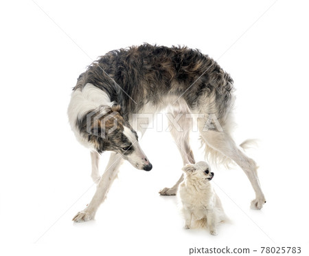 borzoi and chihuahua borzoi and chihuahua 78025783