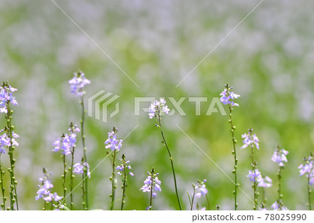 Matsubaun Run 78025990