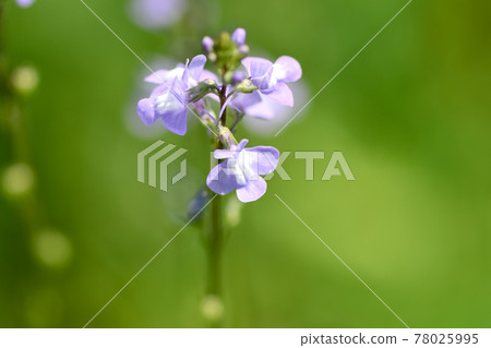 Matsubaun Run 78025995