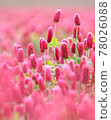 Crimson Clover 78026088