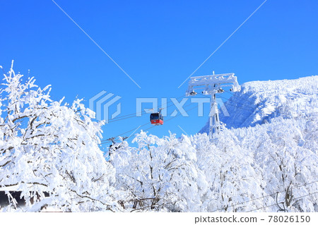 Rime trees of Zao, Yamagata Prefecture 78026150