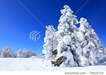 Rime trees of Zao, Yamagata Prefecture 78026158
