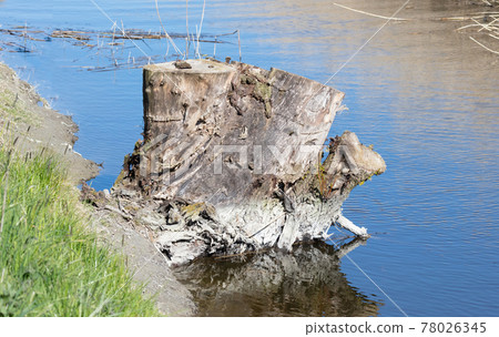 Old tree, cut down a long time ago Old tree, cut down a long time ago 78026345