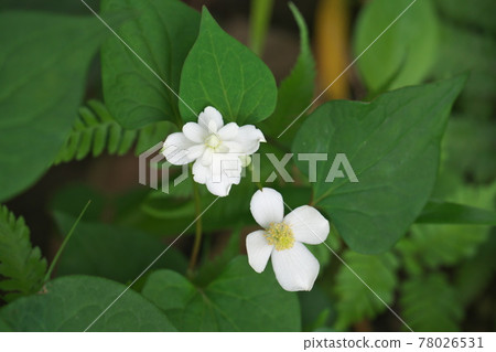 雙花魚腥草和普通魚腥草並排開花 78026531