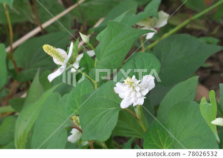 Yaedokudami(Yae Dokudami,前面)和普通魚腥草 Yaedokudami(Yae Dokudami,前面)和普通魚腥草 78026532