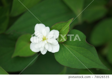 Yaedokudami 雙花魚腥草 78026535