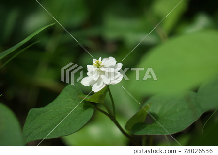 Yaedokudami 雙花魚腥草 Yaedokudami 雙花魚腥草 78026536