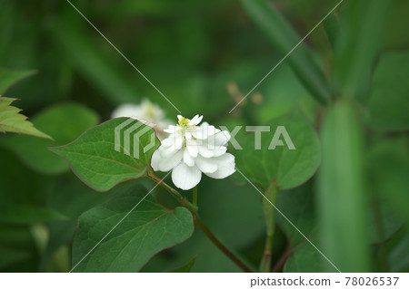 Yaedokudami Double-flowered Houttuynia cordata Yaedokudami Double-flowered Houttuynia cordata 78026537
