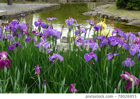 Iris 78026955