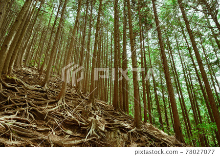 Fresh green mountains / distress image Fresh green mountains / distress image 78027077