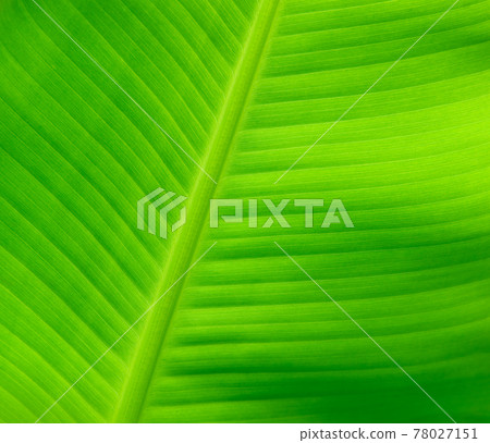 Closeup nature view of Banana Green leaf in garden at summer under sunlight. Natural green plants landscape using as a background or wallpaper. Closeup nature view of Banana Green leaf in garden at summer under sunlight. Natural green plants landscape using as a background or wallpaper. 78027151