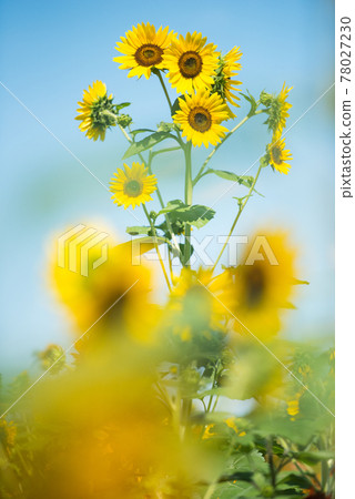 sunflower sunflower 78027230
