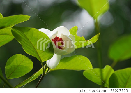 May Machida 335 Magnolia sieboldii (Magnolia sieboldii), 木蘭科, Manba Kusahanaen Yakushiike Park May Machida 335 Magnolia sieboldii (Magnolia sieboldii), 木蘭科, Manba Kusahanaen Yakushiike Park 78027503