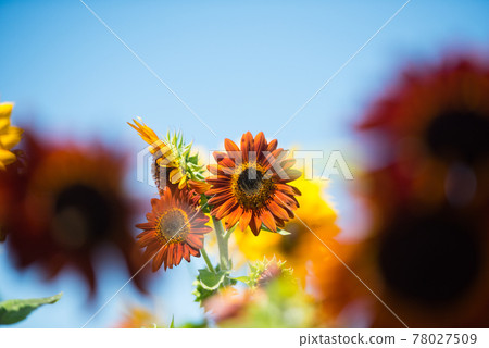 sunflower	 78027509
