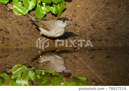 Solitary male of eurasian blackcap standing beside water in summer 78027519