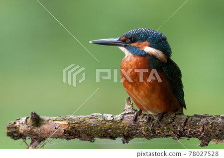 Common kingfisher chick sitting alone on branch in summer 78027528