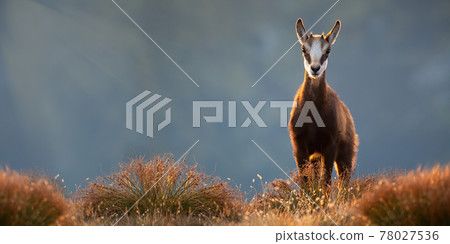 Adorable young tatra chamois standing on top of mountains in alpine vegetation Adorable young tatra chamois standing on top of mountains in alpine vegetation 78027536