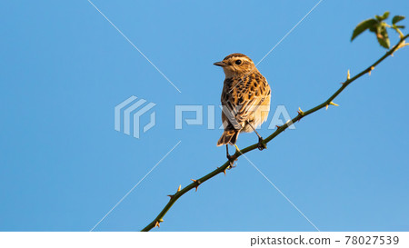 Small european stonechat female sitting on thorny branch under blue sky 78027539