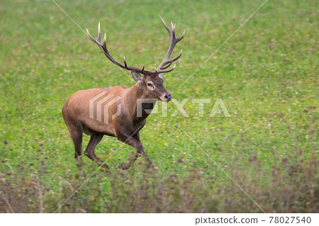 Adult male of red deer running on clover meadow in autumn 78027540