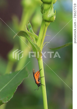 Churenji sawfly spawning on roses Churenji sawfly spawning on roses 78027719
