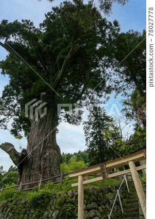 Houkisugi, Yamakita Town, Ashigarakami District, Kanagawa Prefecture Houkisugi, Yamakita Town, Ashigarakami District, Kanagawa Prefecture 78027778
