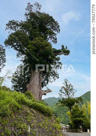 Houkisugi, Yamakita Town, Ashigarakami District, Kanagawa Prefecture Houkisugi, Yamakita Town, Ashigarakami District, Kanagawa Prefecture 78027779