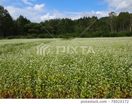 Buckwheat flowers Buckwheat flowers 78028172