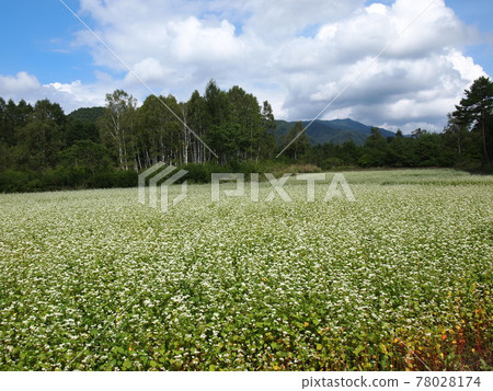 Buckwheat flowers Buckwheat flowers 78028174