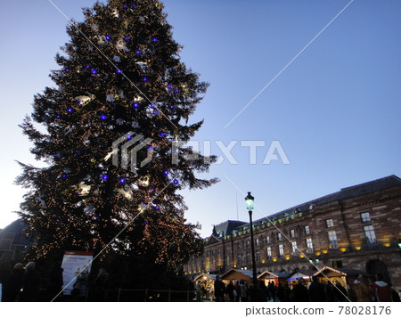 [Strasbourg] Giant tree in Kleber Square 78028176