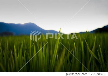 Rice Rice 78028319
