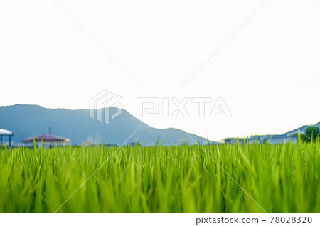 Rice 78028320