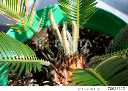 Cyclo shoots 78028325