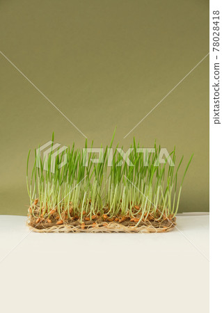 Growing microgreens at home. Fresh Wheat sprouts on linen mat 78028418