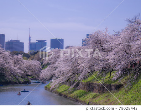 Chidorigafuchi櫻桃風景 78028442