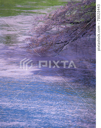 Cherry landscape of Chidorigafuchi 78028443