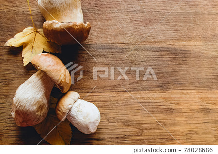 Wild porcini mushrooms and yellow leaves top view 78028686