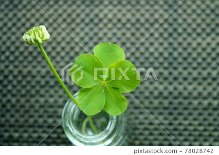 五葉草祝你好運 78028742