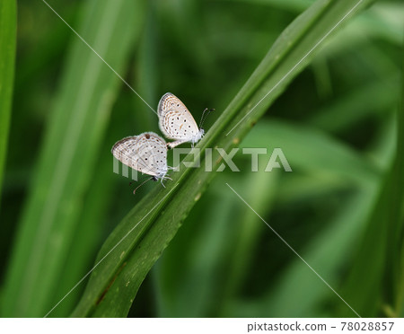 butterfly, insect, leaf 78028857