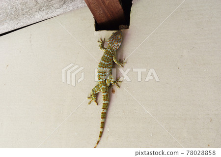 gecko, lizard, reptile 78028858