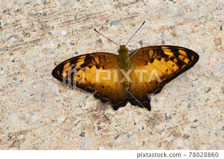 Vagrant (Vagrans sinha sinha) butterfly on rock, Brown with yellow and black pattern on wing of tropical insect on gray stone, Thailand Vagrant (Vagrans sinha sinha) butterfly on rock, Brown with yellow and black pattern on wing of tropical insect on gray stone, Thailand 78028860