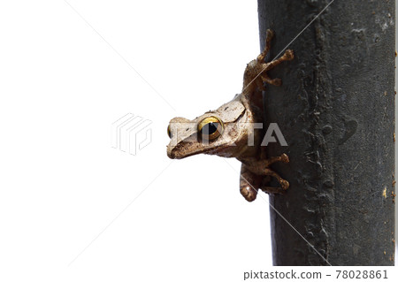 frog, amphibian, tree 78028861