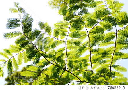 Metasequoia Metasequoia 78028943