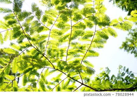 Metasequoia Metasequoia 78028944
