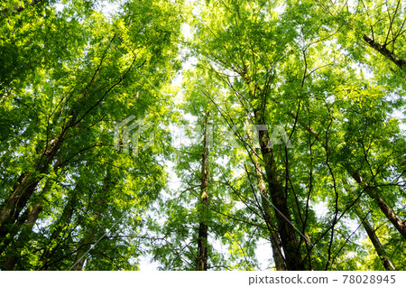 Metasequoia Metasequoia 78028945