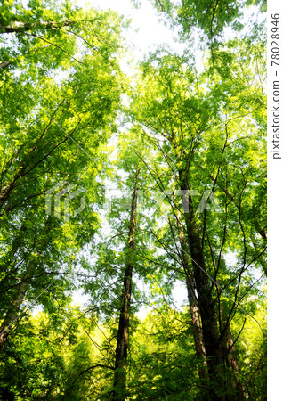 Metasequoia Metasequoia 78028946