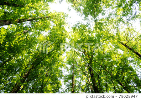 Metasequoia Metasequoia 78028947